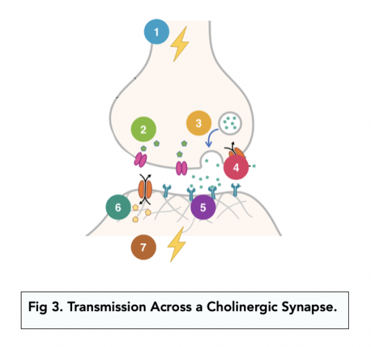 Synaptic Transmission (A-level Biology) - Study Mind