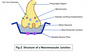 A-level Biology - The Neuromuscular Junction