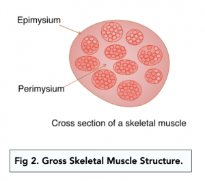 A-level Biology - The Structure of Mammalian Muscles