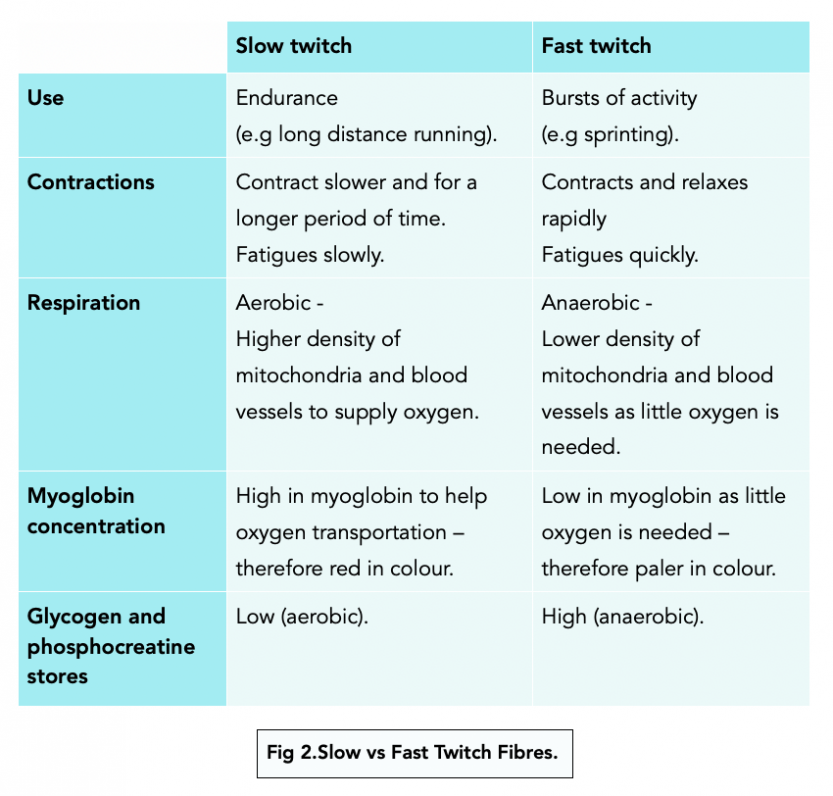 Slow and Fast Twitch Muscles (Alevel Biology) Study Mind