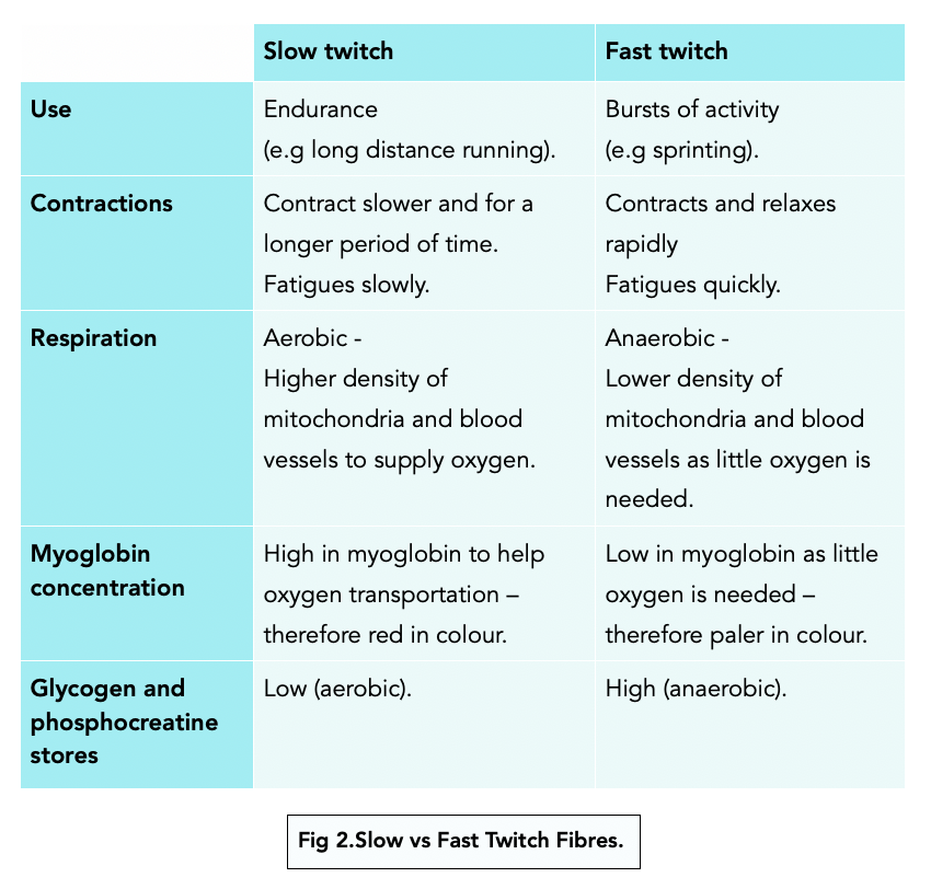 Slow and Fast Twitch Muscles A level Biology Study Mind