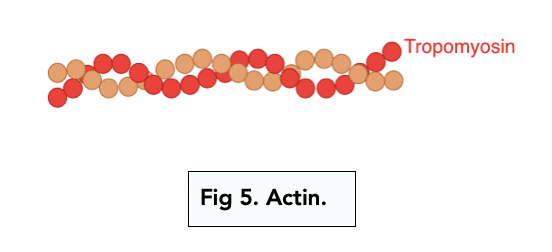 The Structure Of Myofibrils (a-level Biology) - Study Mind