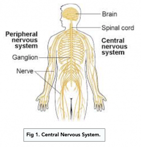 A-level Biology - The Nervous System