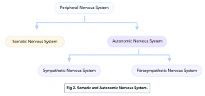 A-level Biology - The Nervous System