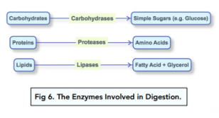 Enzymes & Digestion - Carbohydrates: Breakdown And Synthesis (GCSE ...