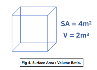 Surface Areas to Volume Ratios