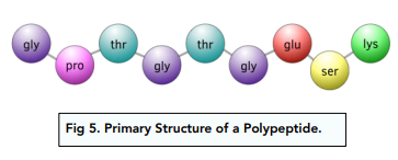  Structure of Proteins