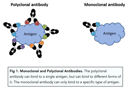 Producing Monoclonal Antibodies