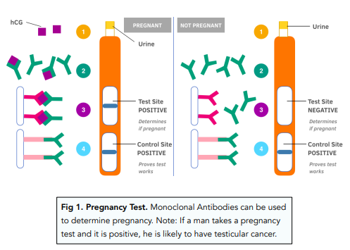 Monoclonal Antibodies in Pregnancy Tests