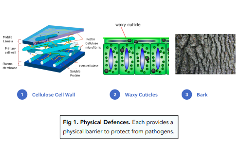 Physical Plant Defences