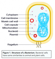 Pathogens, Disease and Transmission - Pathogens Leading to Disease ...