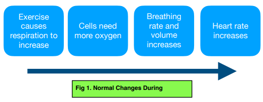 Exercise & Metabolism - Bodily Responses to Exercise (GCSE Biology) - Study  Mind