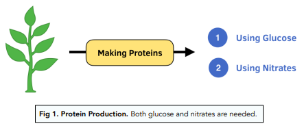 glucose in plants