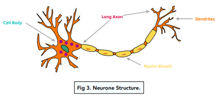neuron diagram and functions