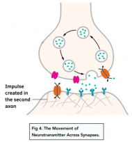 Synapses & Reflexes - Synapses (GCSE Biology) - Study Mind