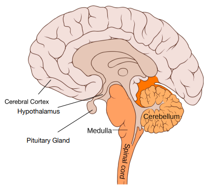 The Brain - Structures of the Brain (GCSE Biology) - Study Mind