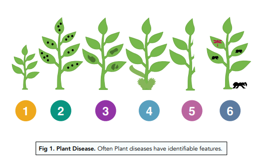 Identifying Plant Diseases