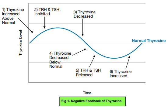 Hormones: Adrenaline and Thyroxine