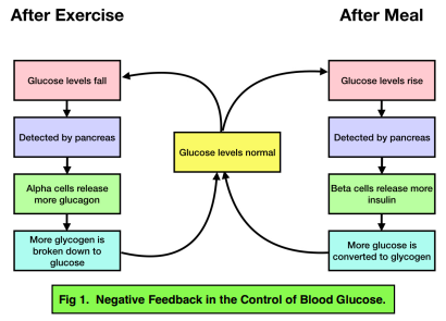 Increasing and Decreasing Blood Glucose Levels