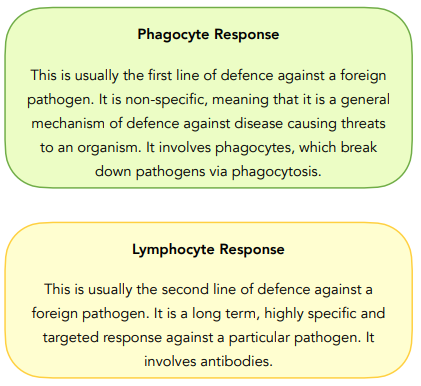 The Immune System and Phagocytosis