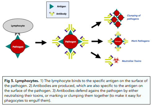 The Role of Antibodies and Antitoxins
