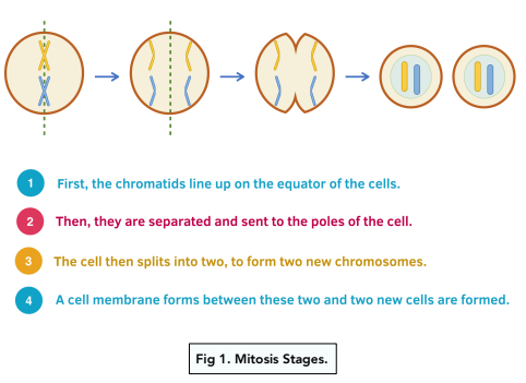 Meiosis - Mitosis and Meiosis (GCSE Biology) - Study Mind