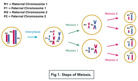 Meiosis: Its Stages