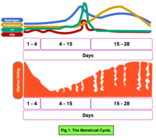 Hormones in Human Reproduction - The Menstrual Cycle: Graphs (GCSE ...