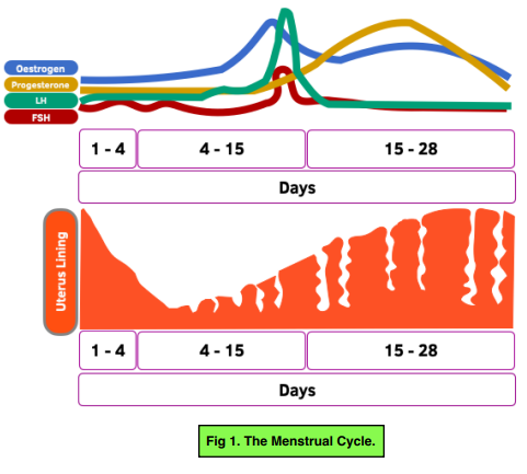 female hormone cycle chart