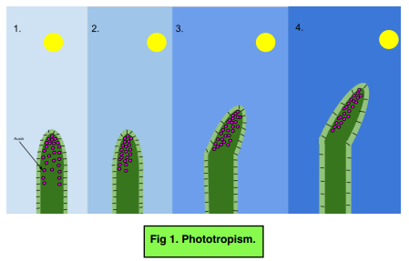 Plant Hormones - Tropisms: Phototropism & Geotropism (GCSE Biology) - Study  Mind