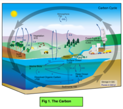 Cycles - Cycles & The Carbon Cycle (GCSE Biology) - Study Mind