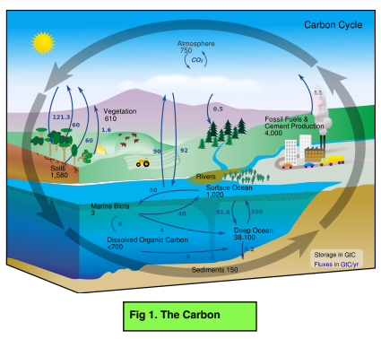 Cycles & The Carbon Cycle