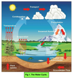 Cycles - The Water Cycle (GCSE Biology) - Study Mind