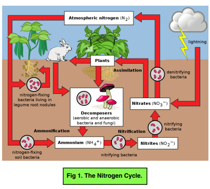 Cycles - Decomposition & The Nitrogen Cycle (GCSE Biology) - Study Mind