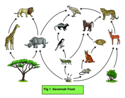 Organisation & Trophic Levels - Trophic Levels & Food Chains (GCSE ...