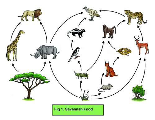 Trophic Levels & Food Chains