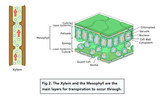 transpiration diagram stomata