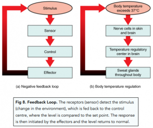 Homeostasis - An Introduction (GCSE Biology) - Study Mind