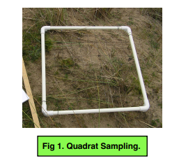 Quadrat and Transect Sampling