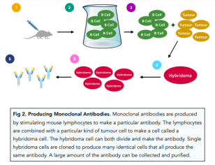 Antibiotics - Producing Monoclonal Antibodies (GCSE Biology) - Study Mind