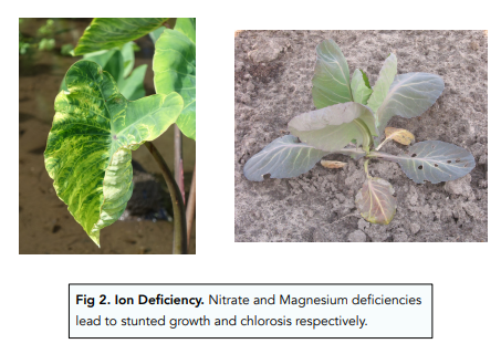 Plant Diseases and Deficiencies
