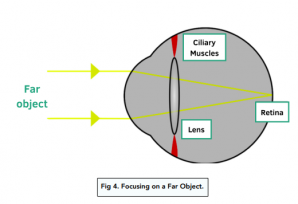 The Eye - The Eye: Its Responses - (GCSE Biology) - Study Mind