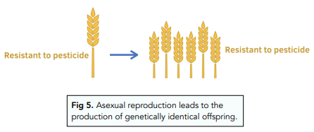 Asexual Reproduction: Pros and Cons