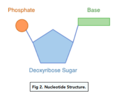 DNA - Its Structure (GCSE Biology) - Study Mind