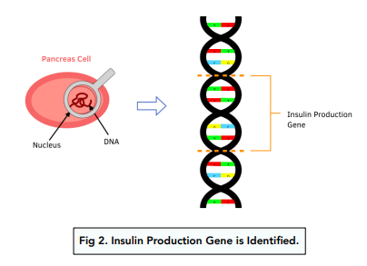 human genetic engineering diagram
