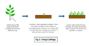 Variation - Cloning (GCSE Biology) - Study Mind