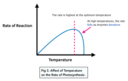 Limiting factors Affecting the Rate of Photosynthesis