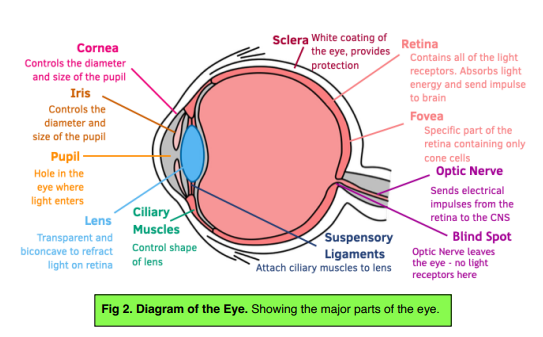 biology essay the eye
