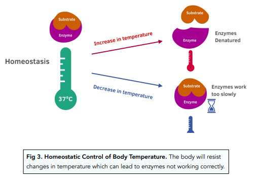 homeostasis diagram temperature