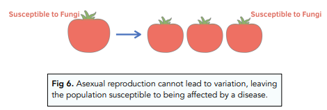 Asexual Reproduction: Pros and Cons